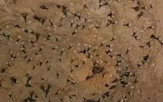 详解三角盏、平盏、圆盏营养成分、泡发时间与口感的区别，哪种更