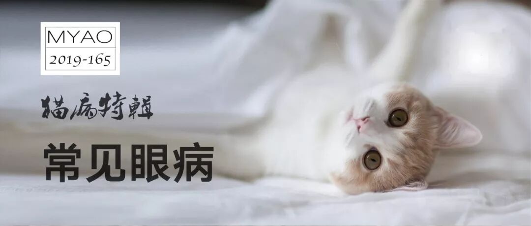 猫病特辑 结膜炎- MYAO么一凹 微信公众号文章阅读- WeMP