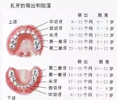 乳牙,远比你想的重要