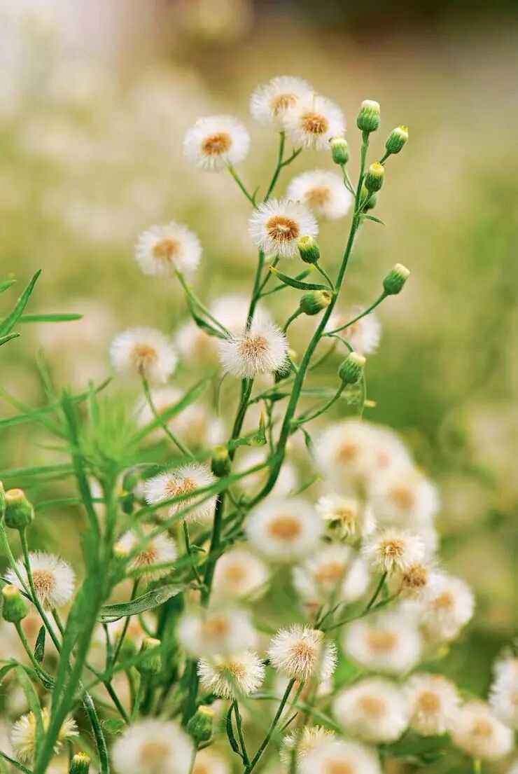 有些中药名真是敲好听呀