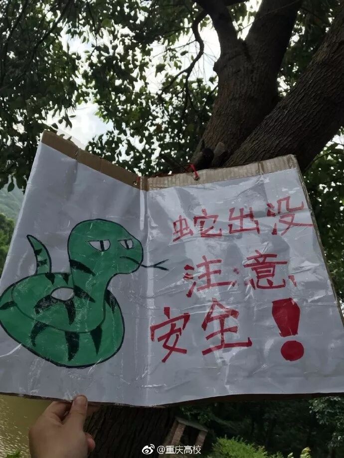 蛇溜進(jìn)宿舍被學(xué)生剝皮燉湯食用 校方:已對學(xué)生批評(píng)