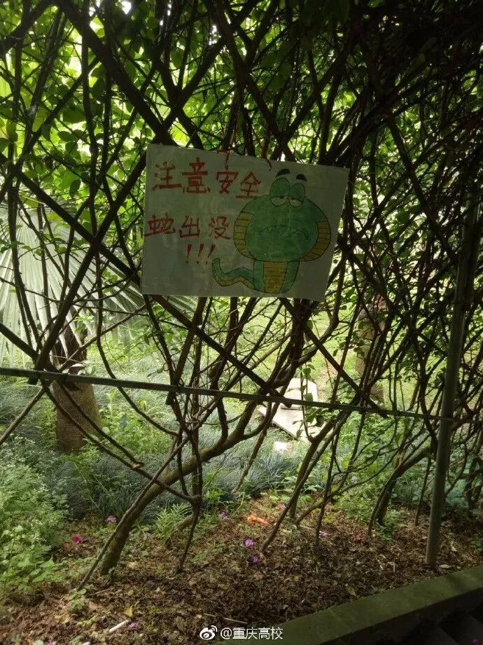 蛇溜進(jìn)宿舍被學(xué)生剝皮燉湯食用 校方:已對學(xué)生批評(píng)