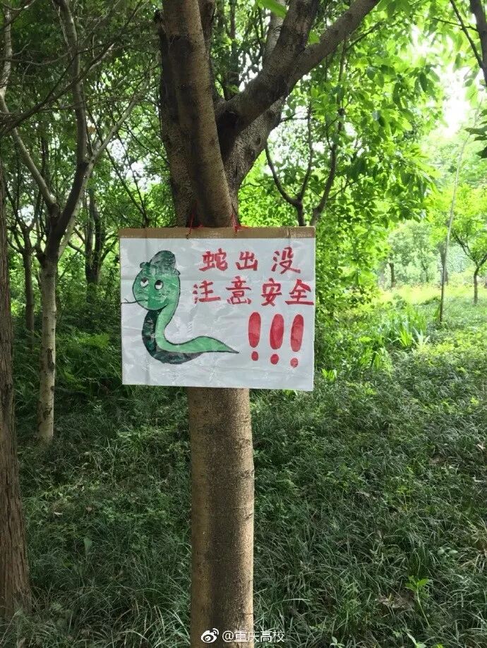 蛇溜進宿舍被學(xué)生剝皮燉湯食用 校方:已對學(xué)生批評