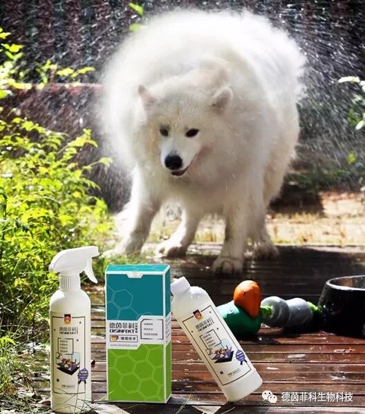 消毒液厂家 次氯酸消毒液 宠物消毒液 你真的选对了吗