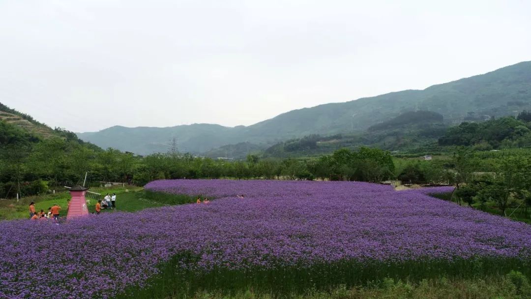 马鞭草绚丽绽放 霞浦这个地方一片紫色花海令人心醉 新霞浦 微信公众号文章阅读 Wemp