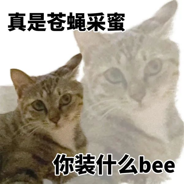 阴阳怪气的小猫