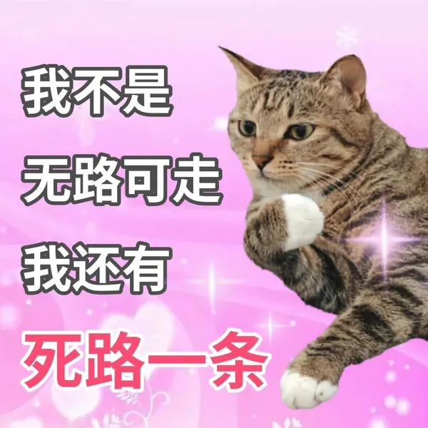 阴阳怪气的小猫