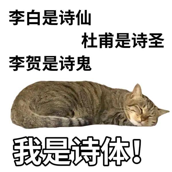 阴阳怪气的小猫