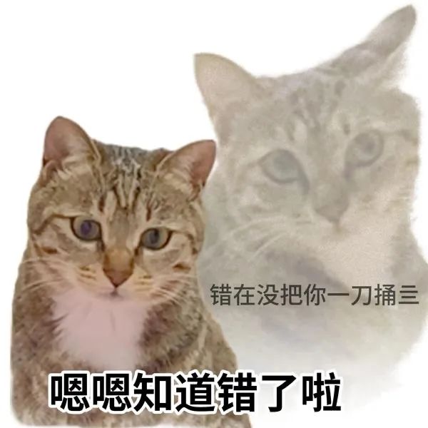 阴阳怪气的小猫