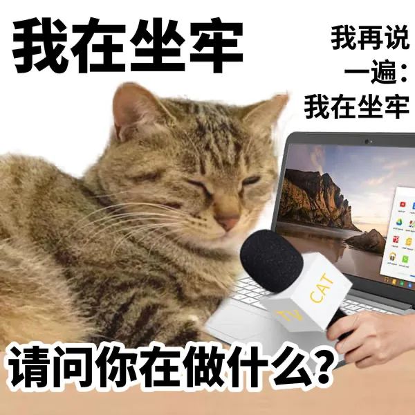 阴阳怪气的小猫