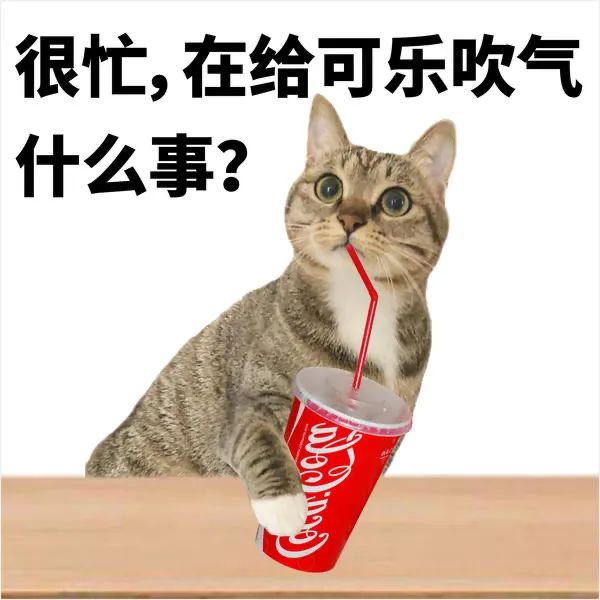 阴阳怪气的小猫