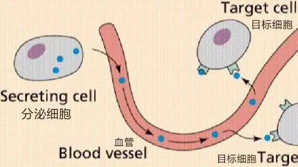雌激素高低，影响着你的皮肤和生育