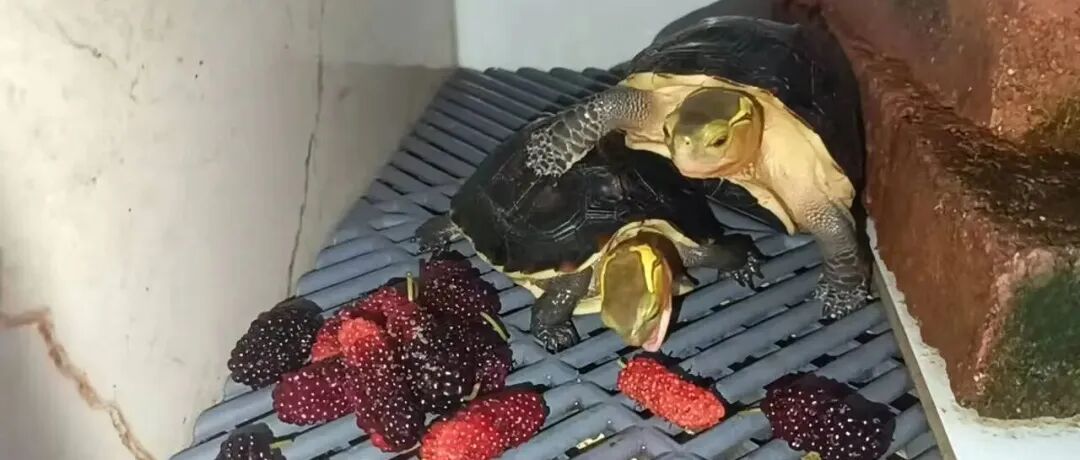 文章封面