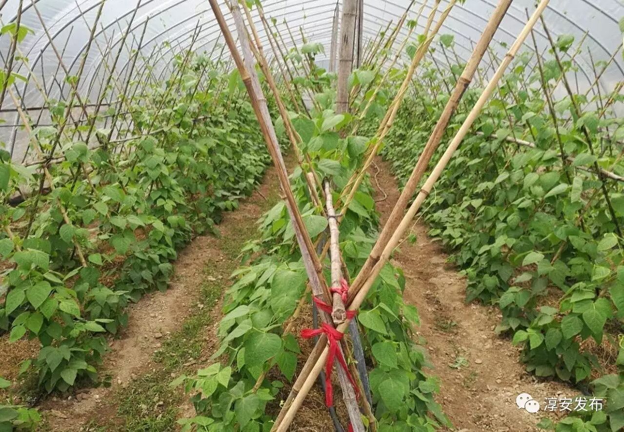 在雲端 大杭州這個海拔千米高的小村裡有千畝高山蔬菜 我們大杭州 微文庫