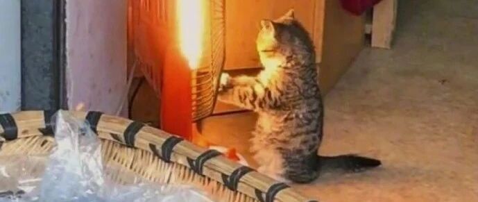 【冷兔•槽】每日一冷NO.2841