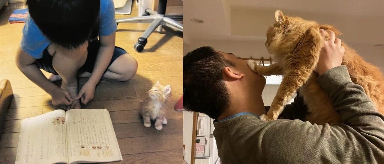 【冷兔趣闻】刚来时候的小可怜 VS 现在的家中大佬