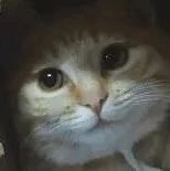 在小猫脸上看到了尴尬！