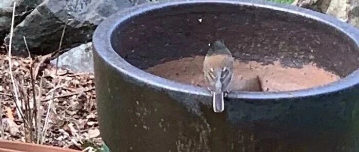 【冷兔趣闻】生活中遇到的完美伪装，你能找到它们吗？