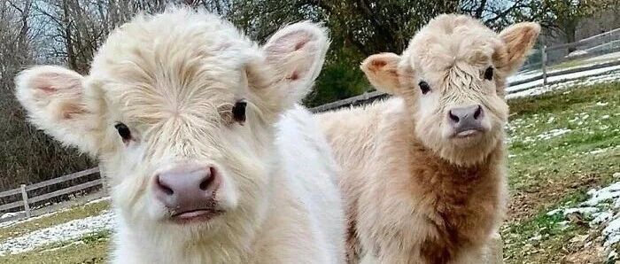 【冷兔趣闻】分享一些可爱治愈牛宝宝~