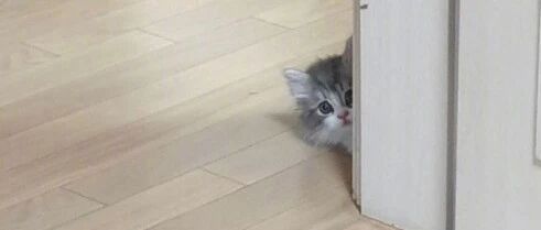 【冷兔趣闻】嘿嘿周二，再整点小猫！