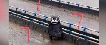 【冷兔趣闻】2020可爱新闻大赏