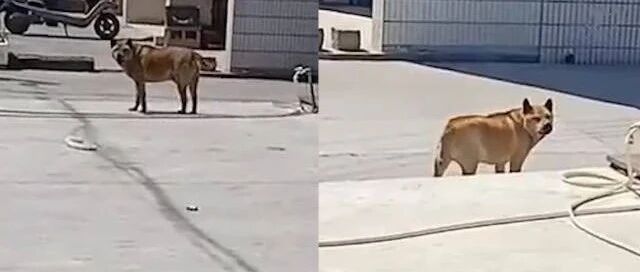 兽医切掉受伤小狗睾丸被记恨3年：它当年下体受伤，现在见我就叫 | 冷兔小报 No.703