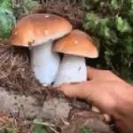 这蘑菇长得很蘑菇