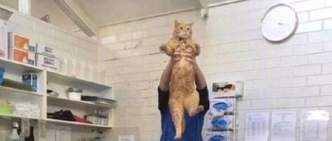 【冷兔趣闻】如何说服父母养猫