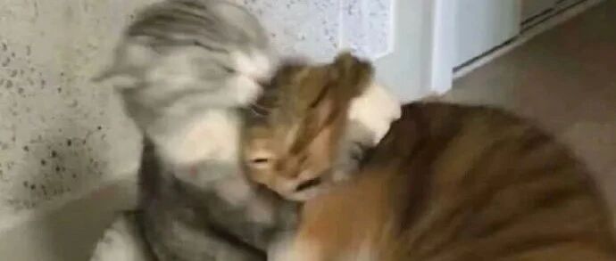 【冷兔趣闻】来看猫猫打架