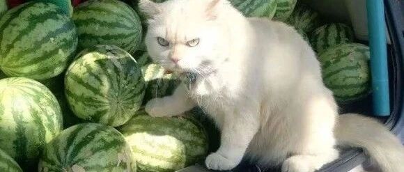 【冷兔•槽】每日一冷NO.2660