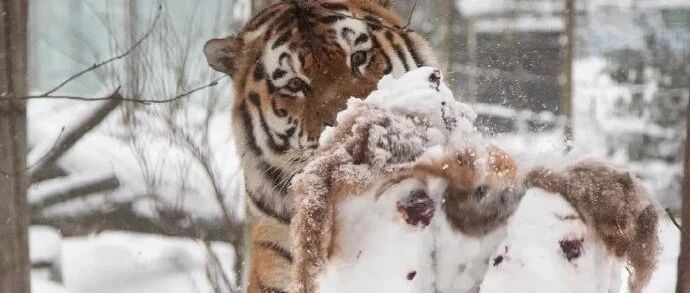 【冷兔•槽】每日一冷NO.2871