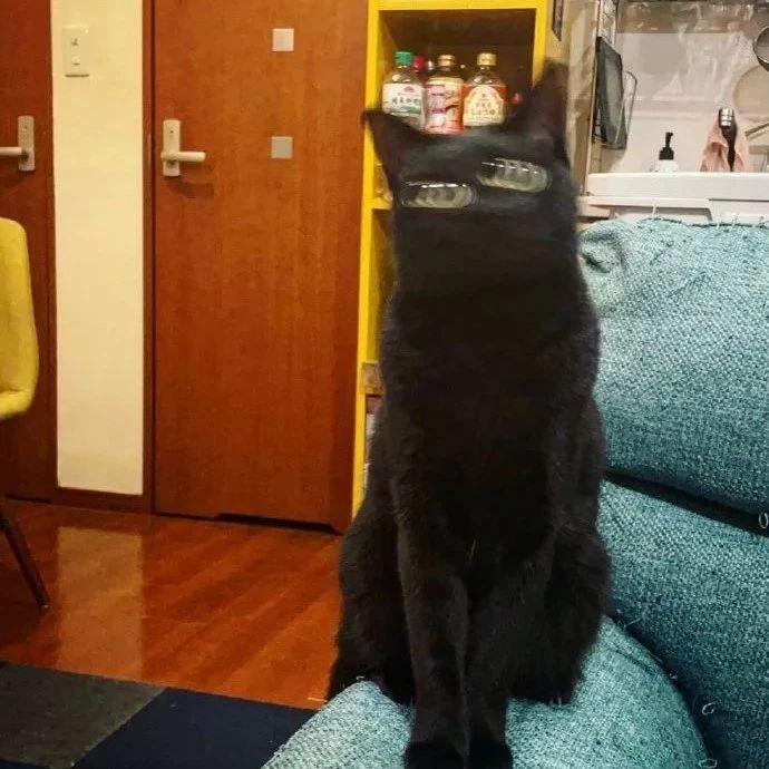 【冷兔趣闻】网友平日里对自家黑猫的抓拍，怎么会这么好笑！！！