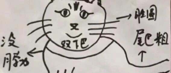 【冷兔趣闻】一模一样的走失猫咪画像！