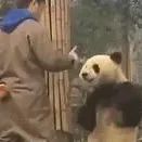 熊猫：你什么身份，我什么身份？