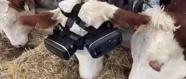 【冷兔•槽】每日一冷NO.3211