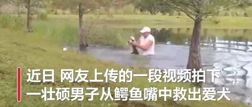 男子徒手掰开鳄鱼嘴救爱犬，网友：兄弟是个狠人​ | 冷兔小报 No.518