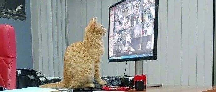 【冷兔趣闻】社畜猫猫，不想上班~