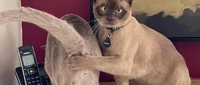 【冷兔•槽】每日一冷NO.3223