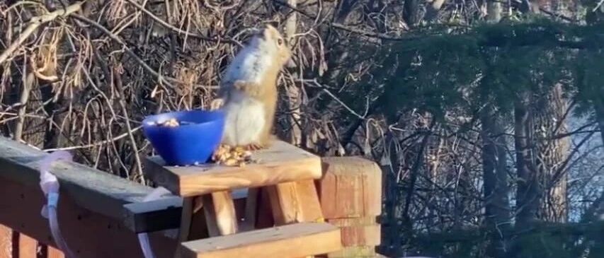 笑死人！松鼠吃发酵梨子后酩酊大醉 | 冷兔小报 No.519