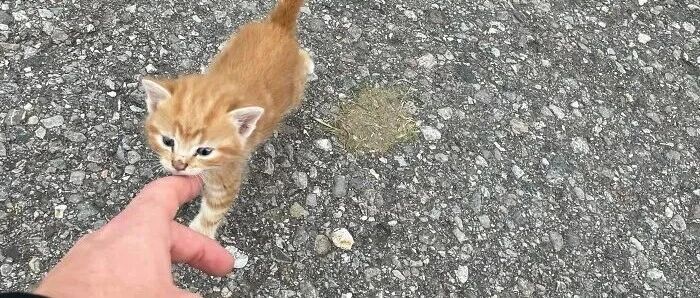 【冷兔趣闻】网友搜集的一波超小号猫猫，超治愈的~