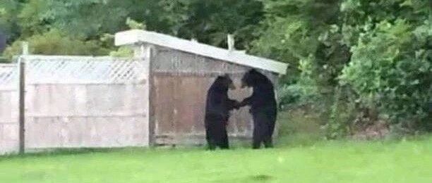 【冷兔•槽】每日一冷NO.2741