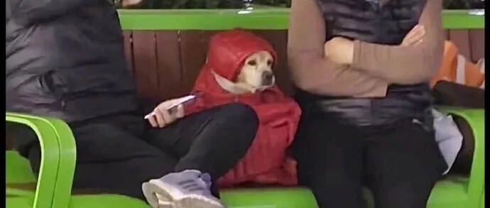 【冷兔•槽】每日一冷NO.3177