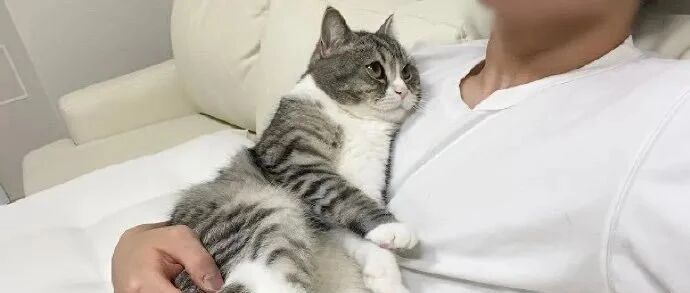 【冷兔趣闻】没有人能顶得住猫猫撒娇