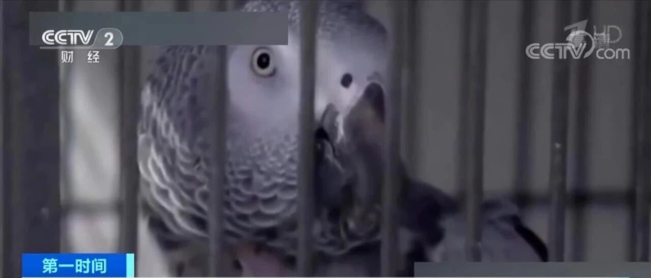 英国伦敦5只鹦鹉互教脏话骂游客，已被隔离，重新做“鸟” | 冷兔小报 No.499