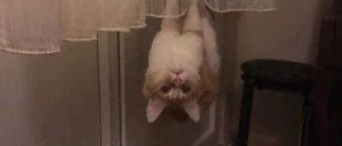 【冷兔趣闻】周末了，需要一些沙雕怪猫~