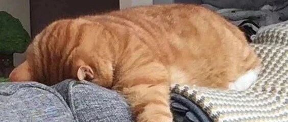 【冷兔趣闻】生活不易，猫猫叹气