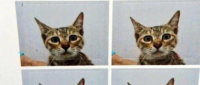 【冷兔•槽】每日一冷NO.2892