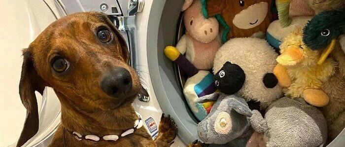 【冷兔趣闻】网友分享的自家宠物和它们最爱的玩具，这也太可爱辣！