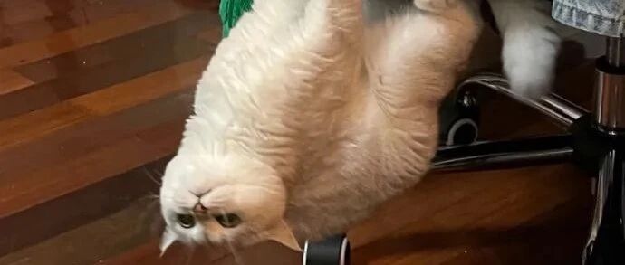 【冷兔•槽】每日一冷NO.3135