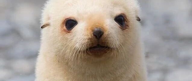 【冷兔•槽】每日一冷NO.2729